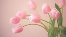 Qamar Cateye Pink Glasses5